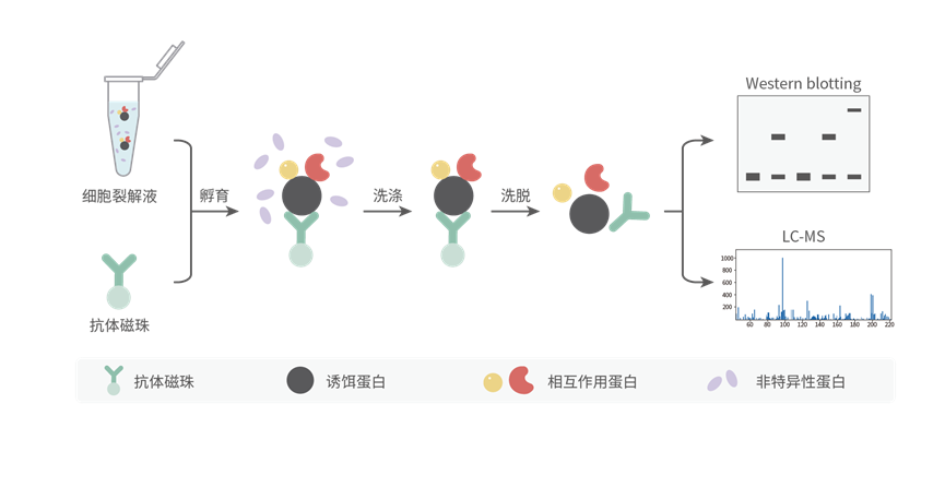 免疫共沉淀 / Co-IP-MS