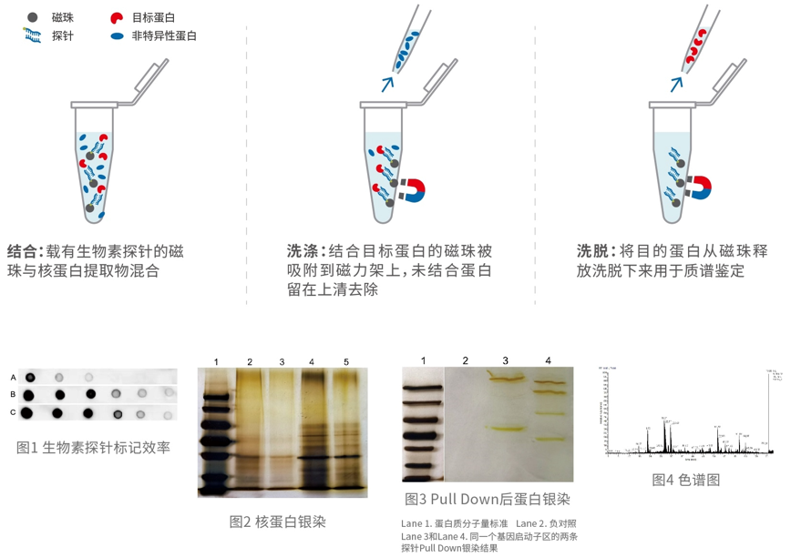 DNA Pull Down
