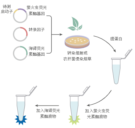 双荧光素酶报告实验（Dual-LUC）