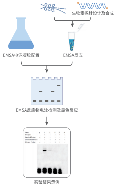 凝胶迁移/阻滞实验（EMSA）