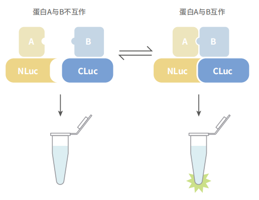 荧光素酶互补实验（LCI）