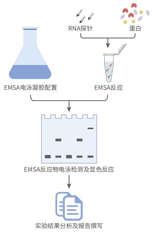 RNA 凝胶迁移实验（RNA-EMSA）