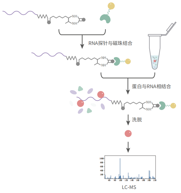 RNA Pull Down