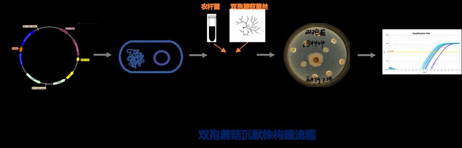 真菌基因沉默株构建