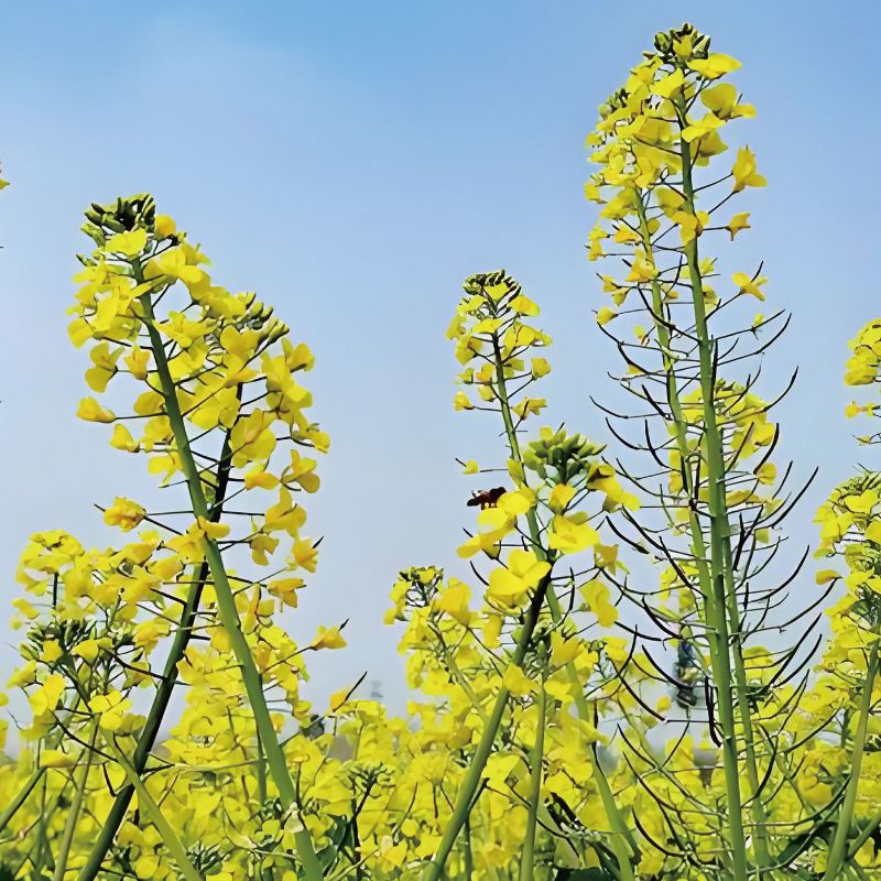 油菜遗传转化